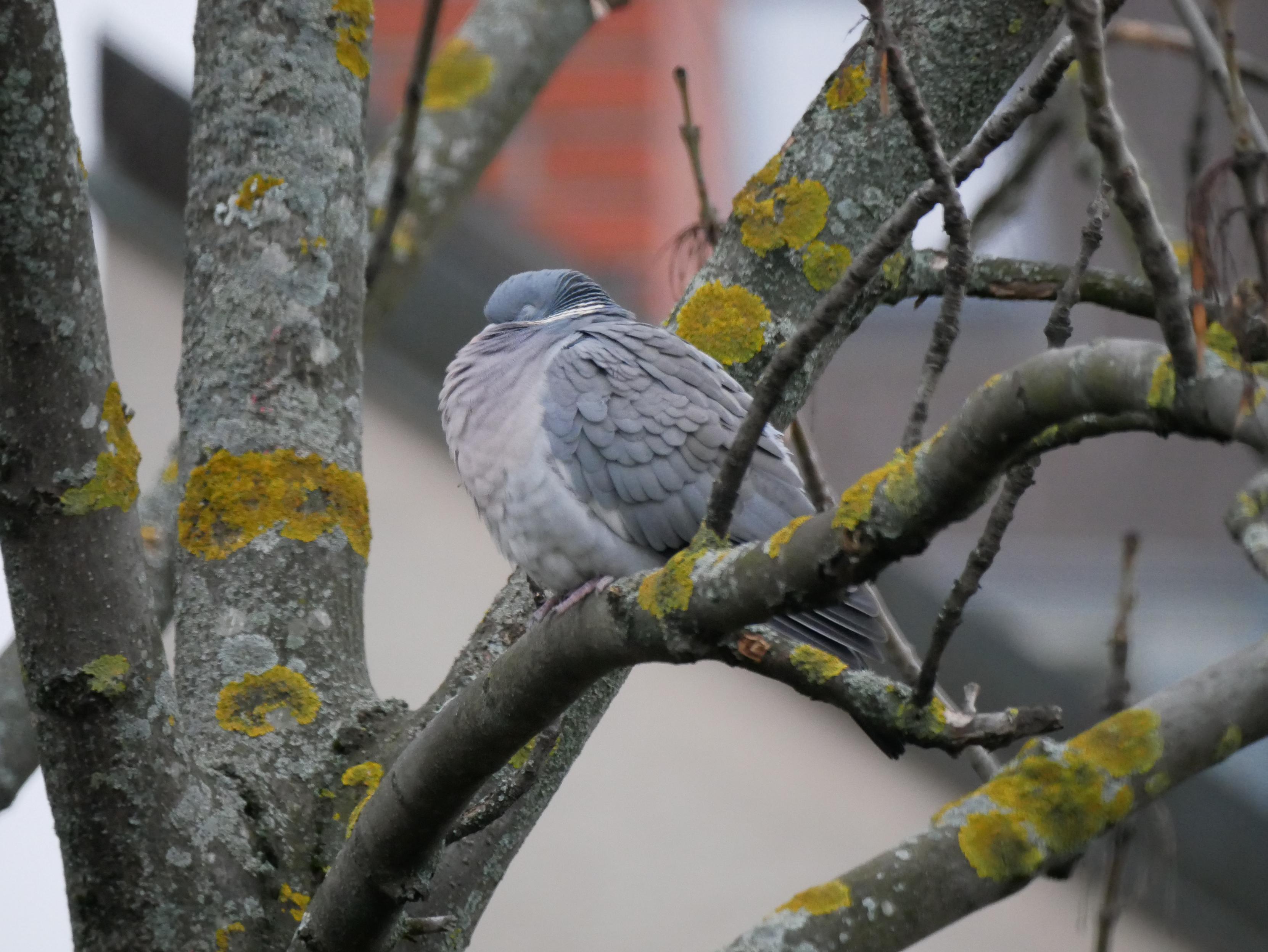Foto einer hell- und dunkelgrauen Taube, die aufgeplustert auf einem Ast sitzt. Sie ist nach links gedreht, ihr Kopf ist ins Gefieder gekuschelt, ihre Augen sind geschlossen. Der Baum hat mehrere Stellen, an denen hellgrün-bräunliches Moos wächst.