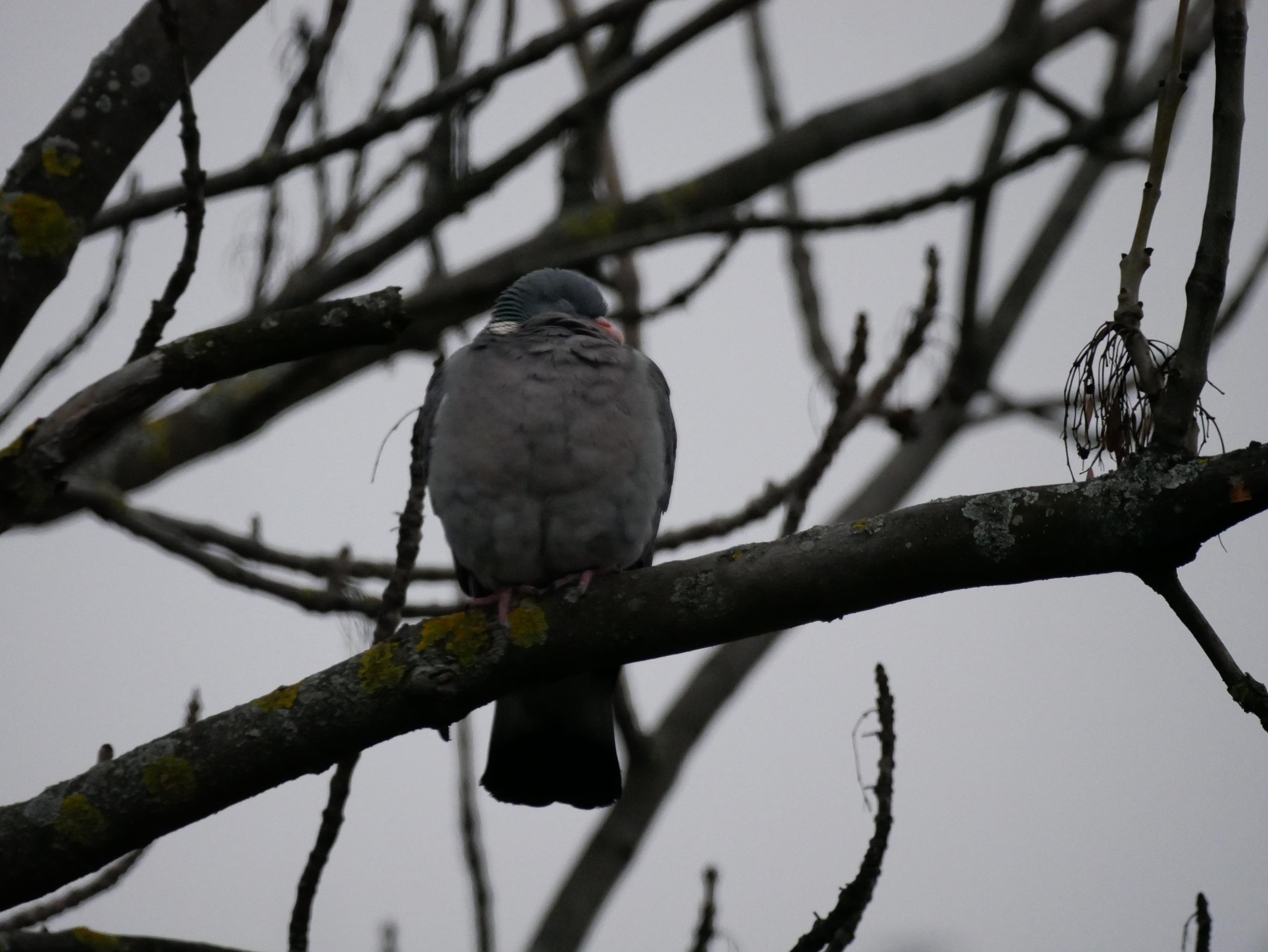 Foto einer grauen Taube mit hellem Fleck am Nacken, sie ist zu uns gedreht und sitzt auf einem Ast, ihr Kopf ist nach rechts gewandt, ihre Augen geschlossen.