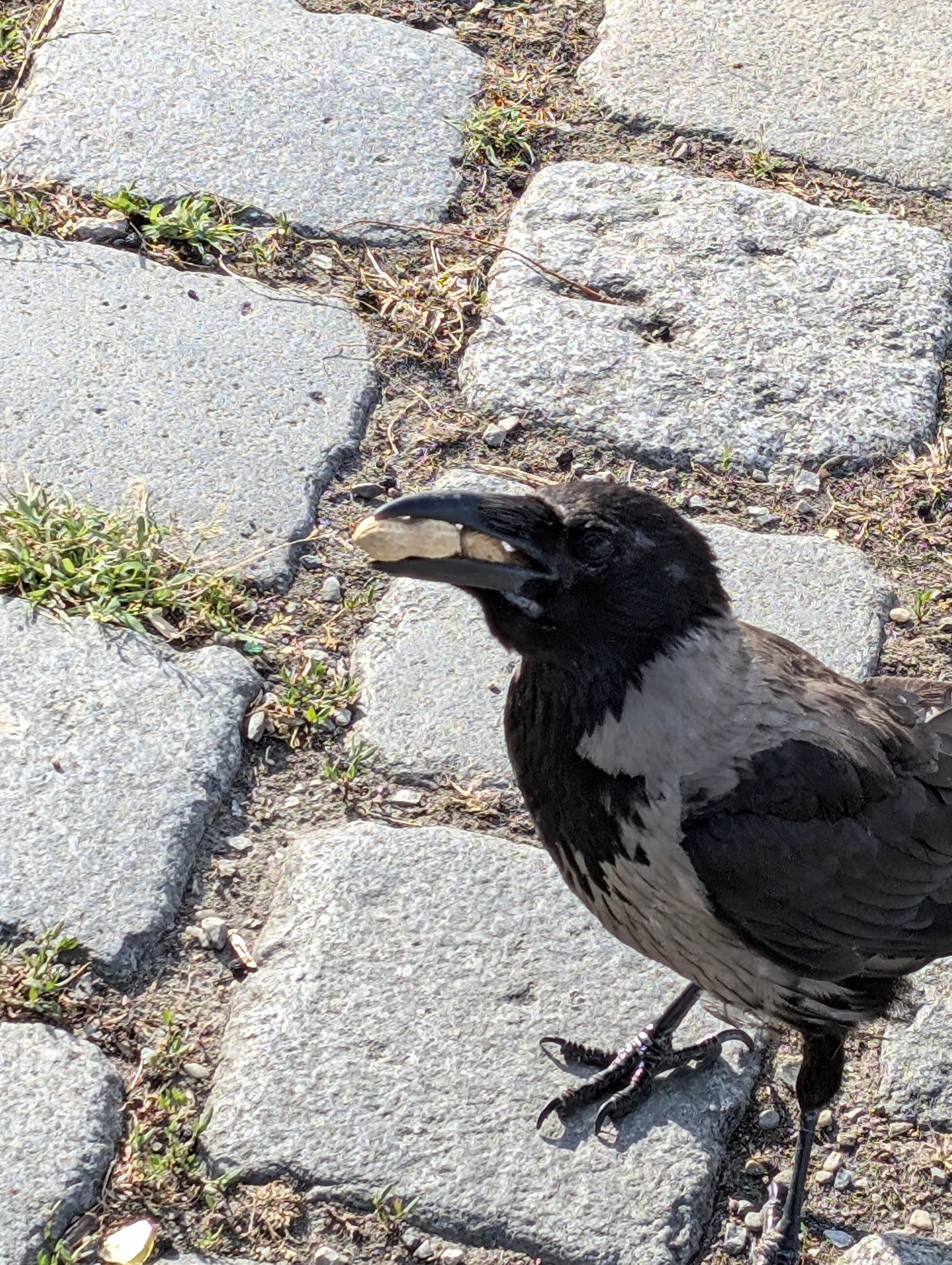 Nahaufnahme einer Nebelkrähe mit grau-schwarzem Gefieder von schräg oben vorne. Sie ist nach halb links gedreht und sieht hinauf. Im Schnabel hat sie zwei große Erdnüsse samt Schale hintereinander. Sie steht auf einem Weg aus grauen Pflastersteinen.