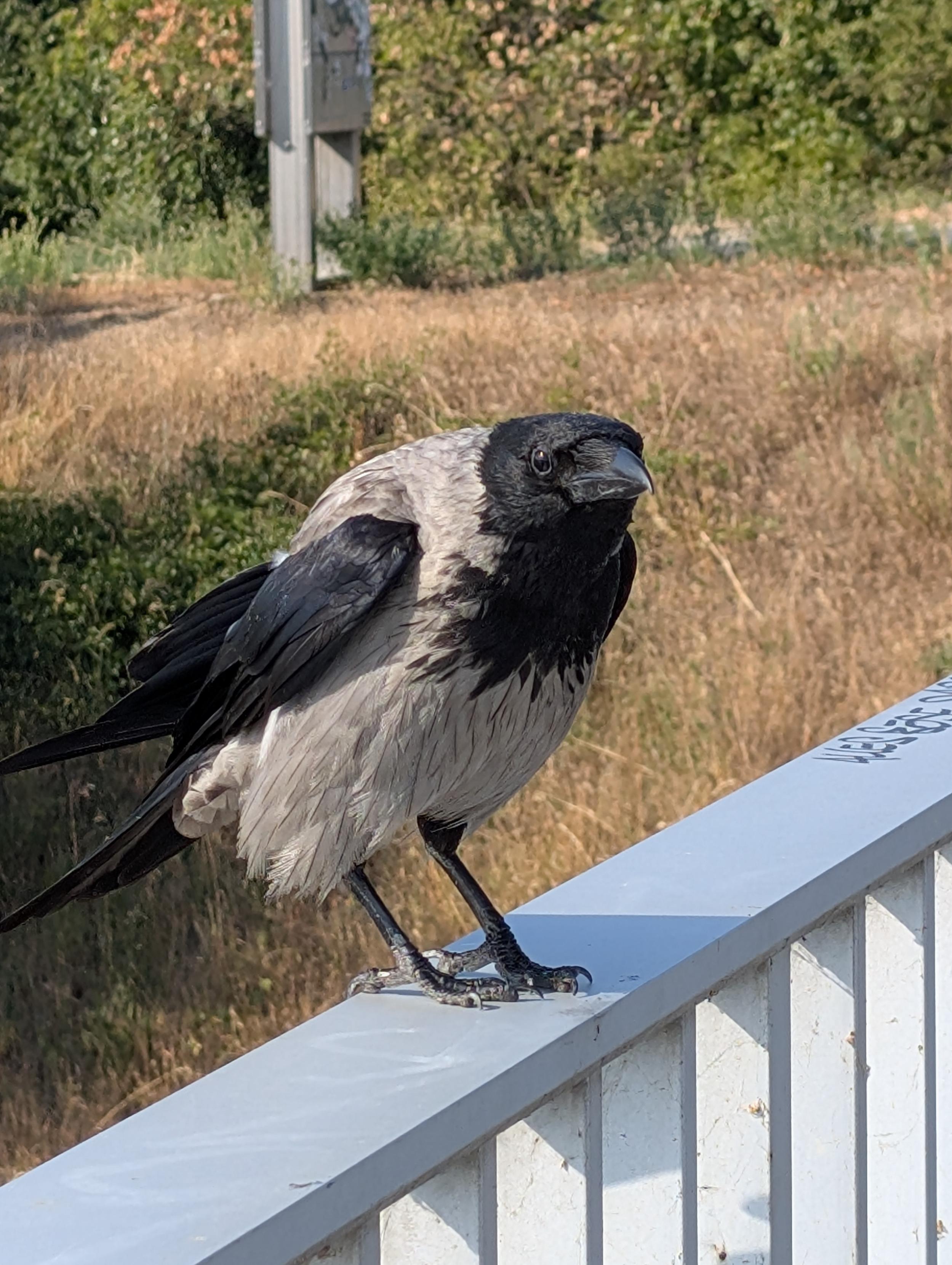 Posted media