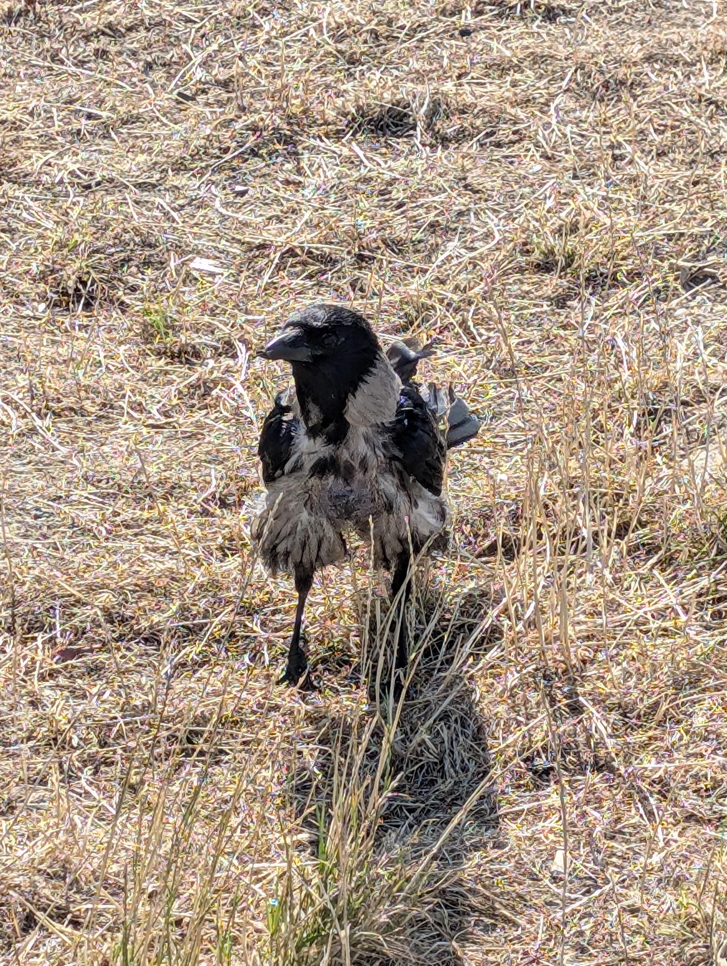 Eine Nebelkrähe mit grau-schwarzem Gefieder steht auf einer vertrockneten Wiese, direkt zu uns gedreht. Ihr Bauchgefieder ist flauschig und abstehend, sie sieht aus, als hätte sie eine kurze Hose an und die Flügel in die Taschen gesteckt.
