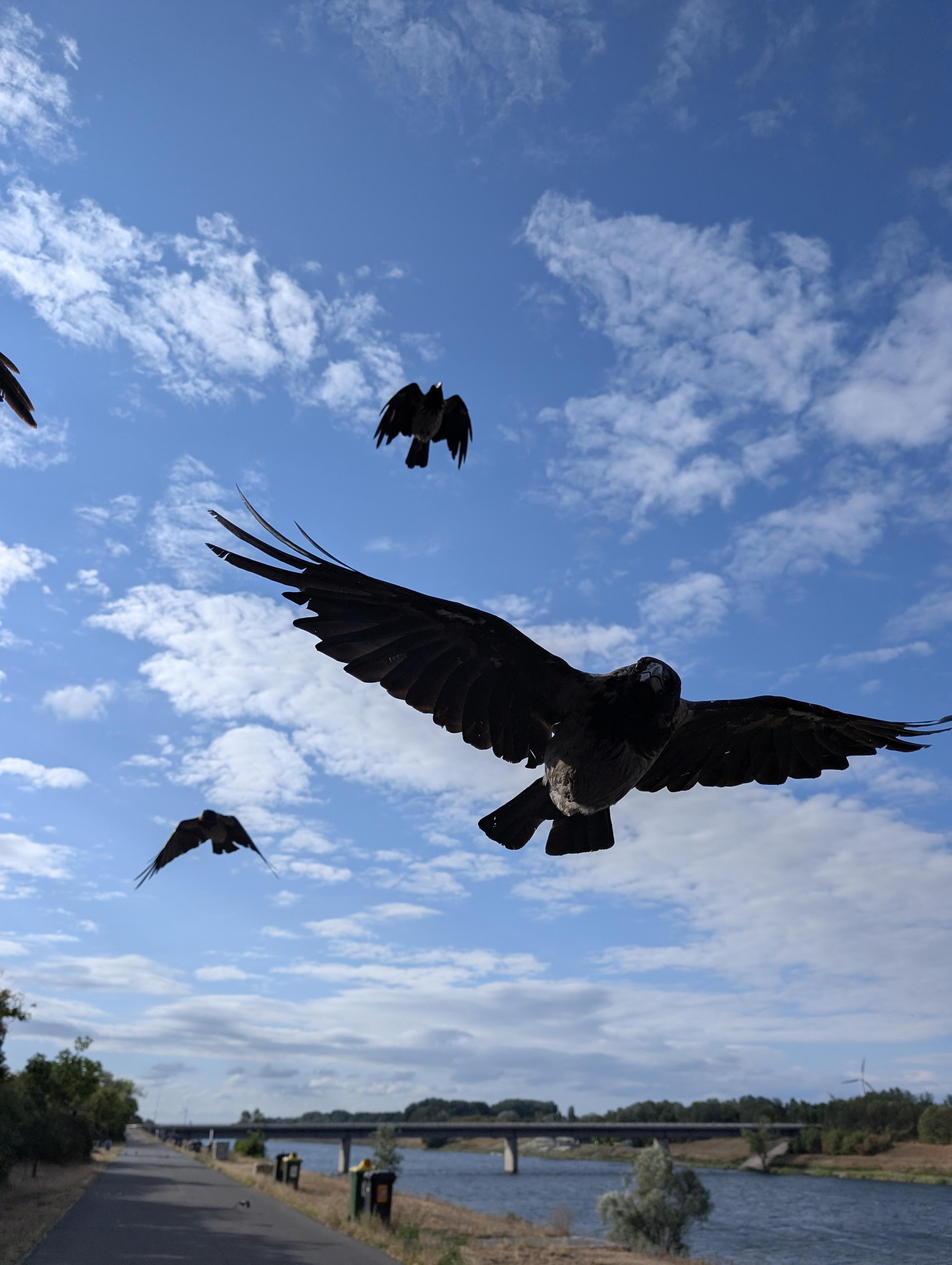 Foto von vier Krähen vor blauem Himmel mit weißen Wolken fliegend. Die vorderste ist eher nah an der Kamera, sie fliegt mit ausgebreiteten Flügeln und sieht direkt zu uns, sie hat den Kopf schräg gelegt. Unter ihnen verläuft eine Straße, rechts daneben ein breiter Fluss. Im Hintergrund in der Mitte ist eine Brücke über den Fluss.