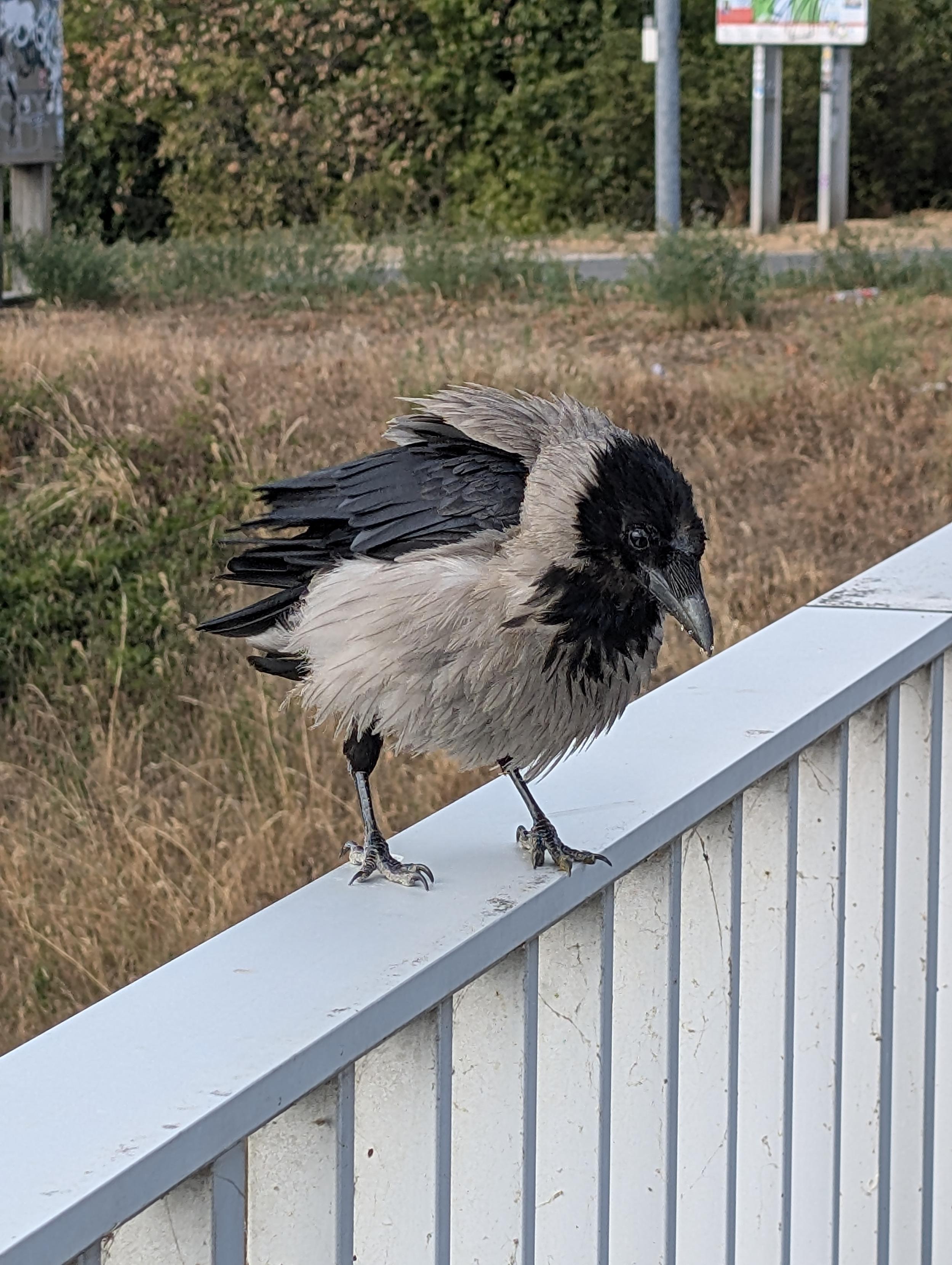 Foto einer grau-schwarzen Nebelkrähe, die auf einem hellen Metallgeländer steht. Sie ist nach rechts gedreht und leicht nach vorne gebückt, sie ist aufgeplustert und sieht aus wie ein runder Ball mit Federn.