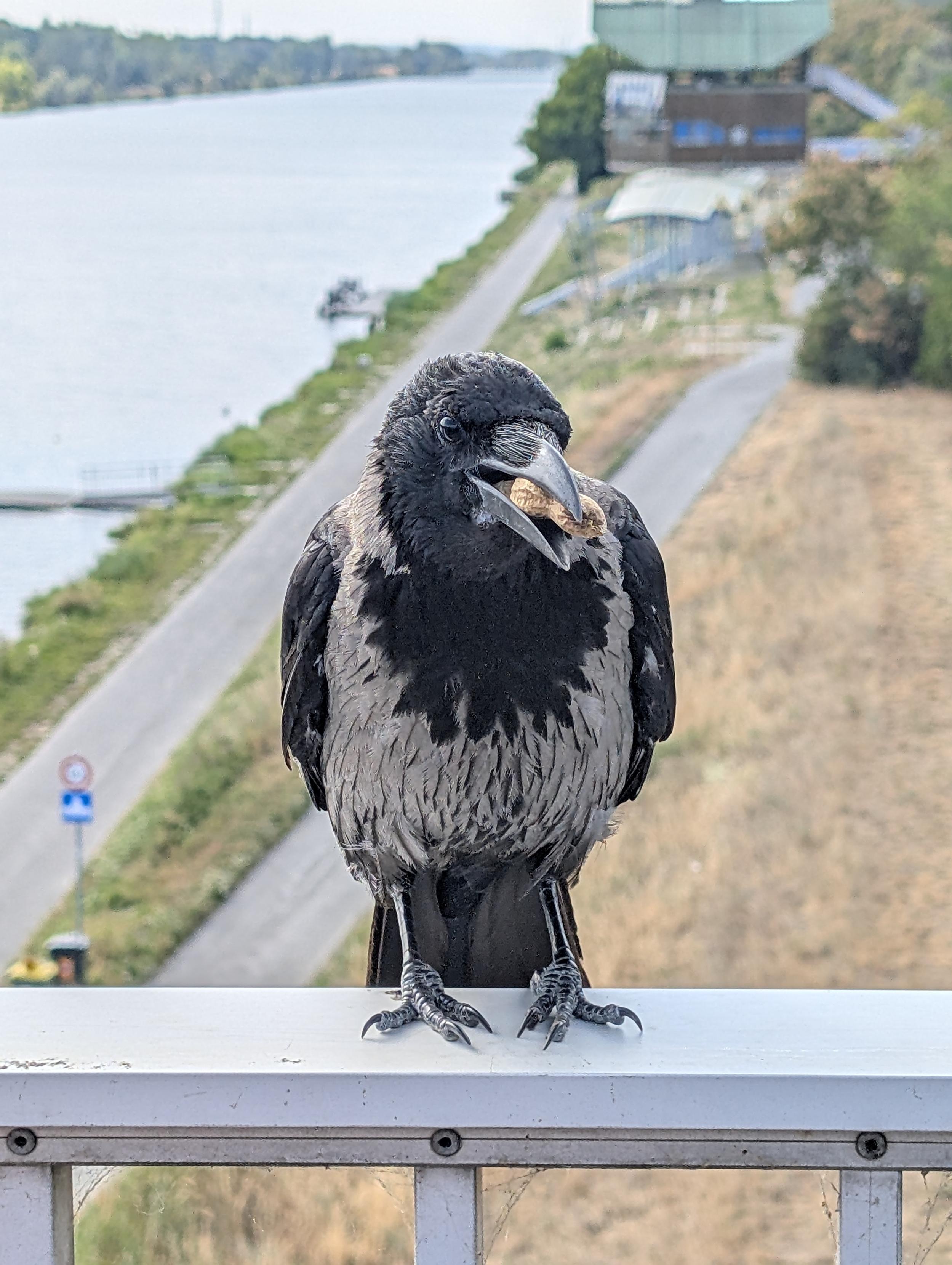 Foto einer grau-schwarzen Nebelkrähe, die auf einem Metallgeländer steht und zu uns gedreht ist. Sie hat im Schnabel zwei Erdnüsse samt Schale und sieht direkt in die Kamera. Hinter ihr sieht man unter ihr zwei Straßen und links daneben einen breiten Fluss.