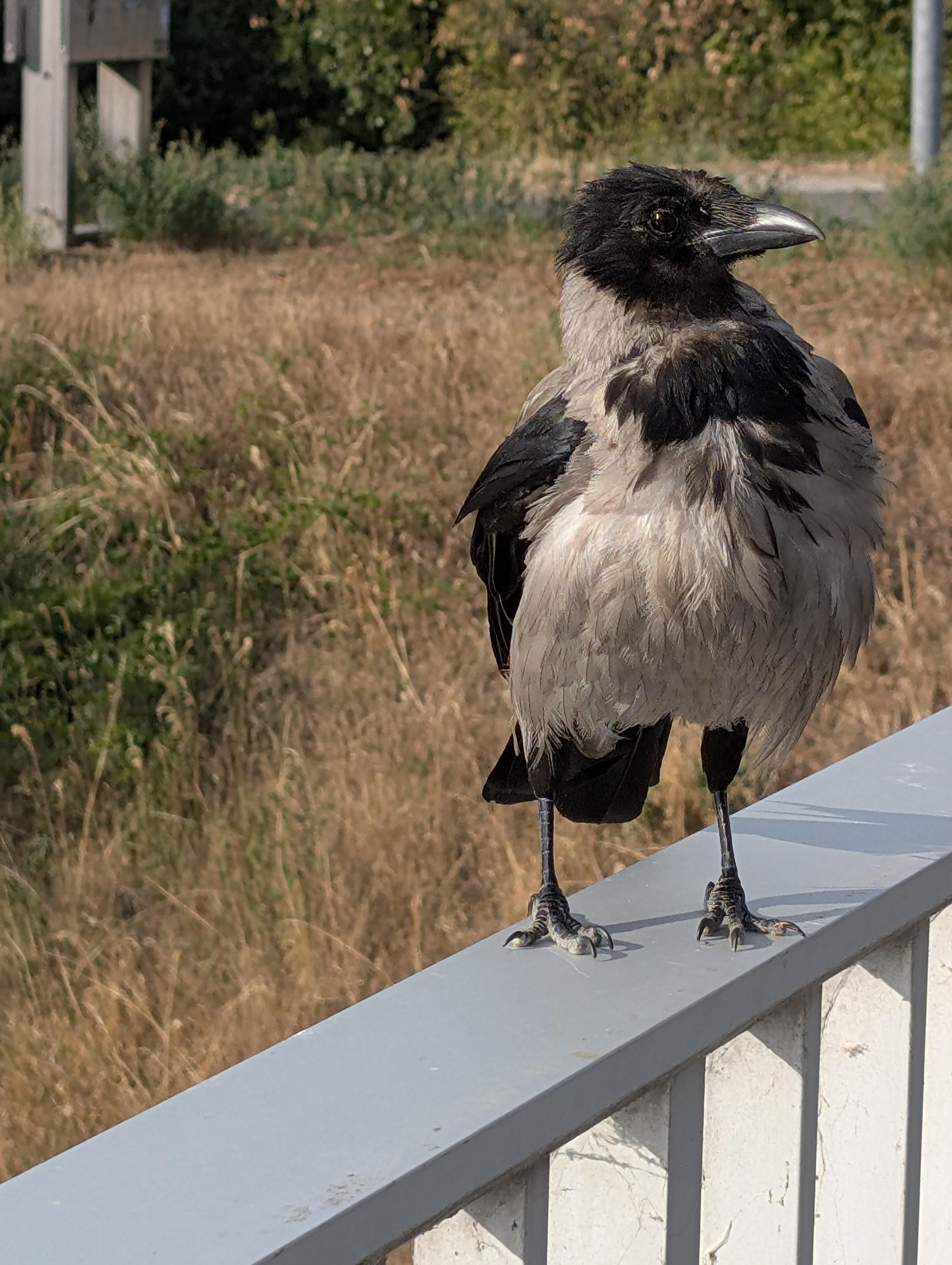 Foto einer grau-schwarzen Krähe auf einem Geländer, sie steht zu uns gedreht und sieht aus, als würde sie den Bauch raus strecken, weil sie sich gerade aufplustert.