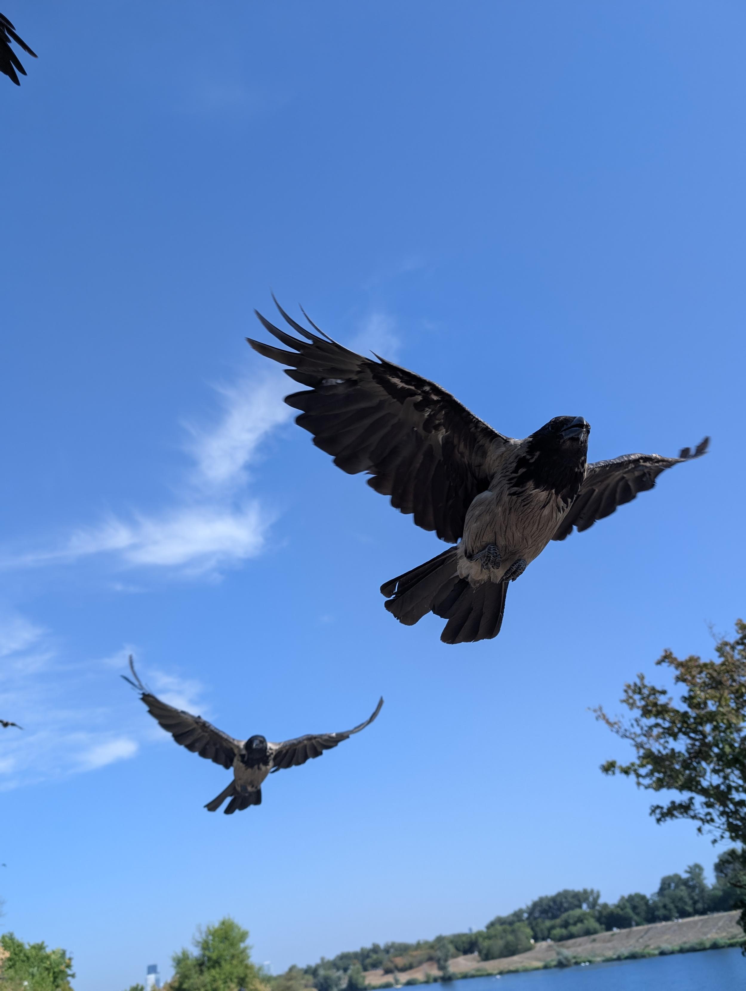 Foto zweier großer Nebelkrähen mit grau-schwarzem Gefieder, die vor blauem Himmel fliegen. Die erste ist relativ nah an der Kamera und sieht zu uns rüber, die zweite fliegt gleich hinter ihr nach.
