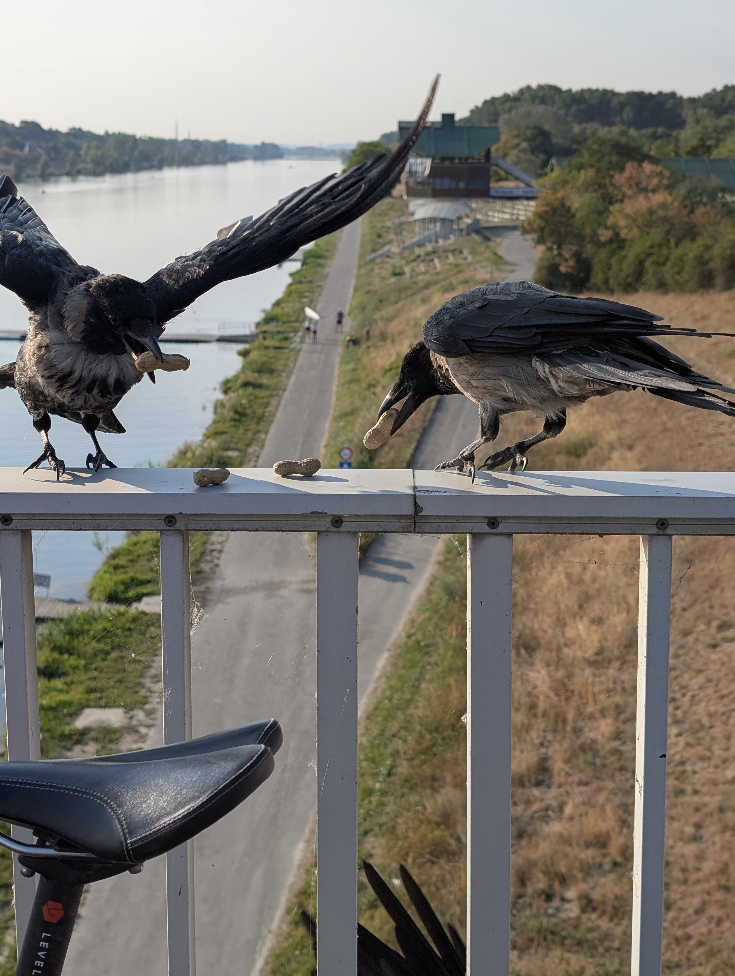 Foto von einer Brücke über die Seite fotografiert, ein Sattel eines Fahrrads ragt links unten ins Bild. Am Brückengeländer stehen zwei Krähen: die linke ist im Abflug inbegriffen, Flügel weit ausgebreitet, bereit zum Sprung, im Schnabel hält sie eine Erdnuss mit Schale. Rechts von ihr ist eine zweite Krähe, sie hebt gerade eine Erdnuss mit dem Schnabel vom Geländer auf, zwischen ihnen liegen noch zwei weitere Nüsse.

Unter der Brücke verläuft links ein breiter Fluss, rechts daneben das Ufer mit Straße und Wiesen dahinter.