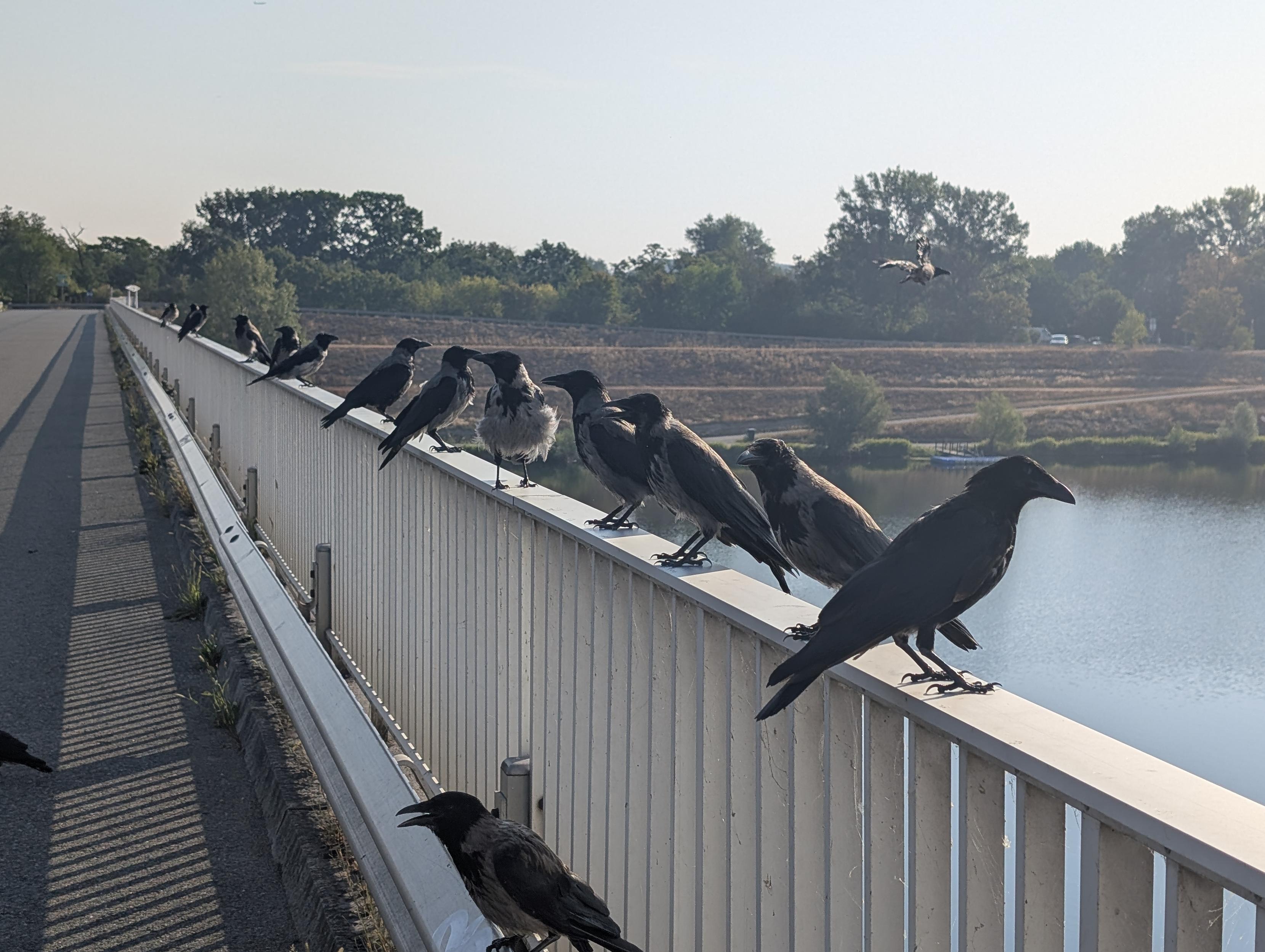 Foto auf einer Brücke, die Länge entlang fotografiert. Am Brückengeländer rechts stehen 12 Krähen hintereinander aufgereiht, manche nach links, manche nach rechts gedreht. Unten links sitzt eine einzelne Krähe auf einer Leitplanke darunter, rechts fliegt im Hintergrund eine dazu.