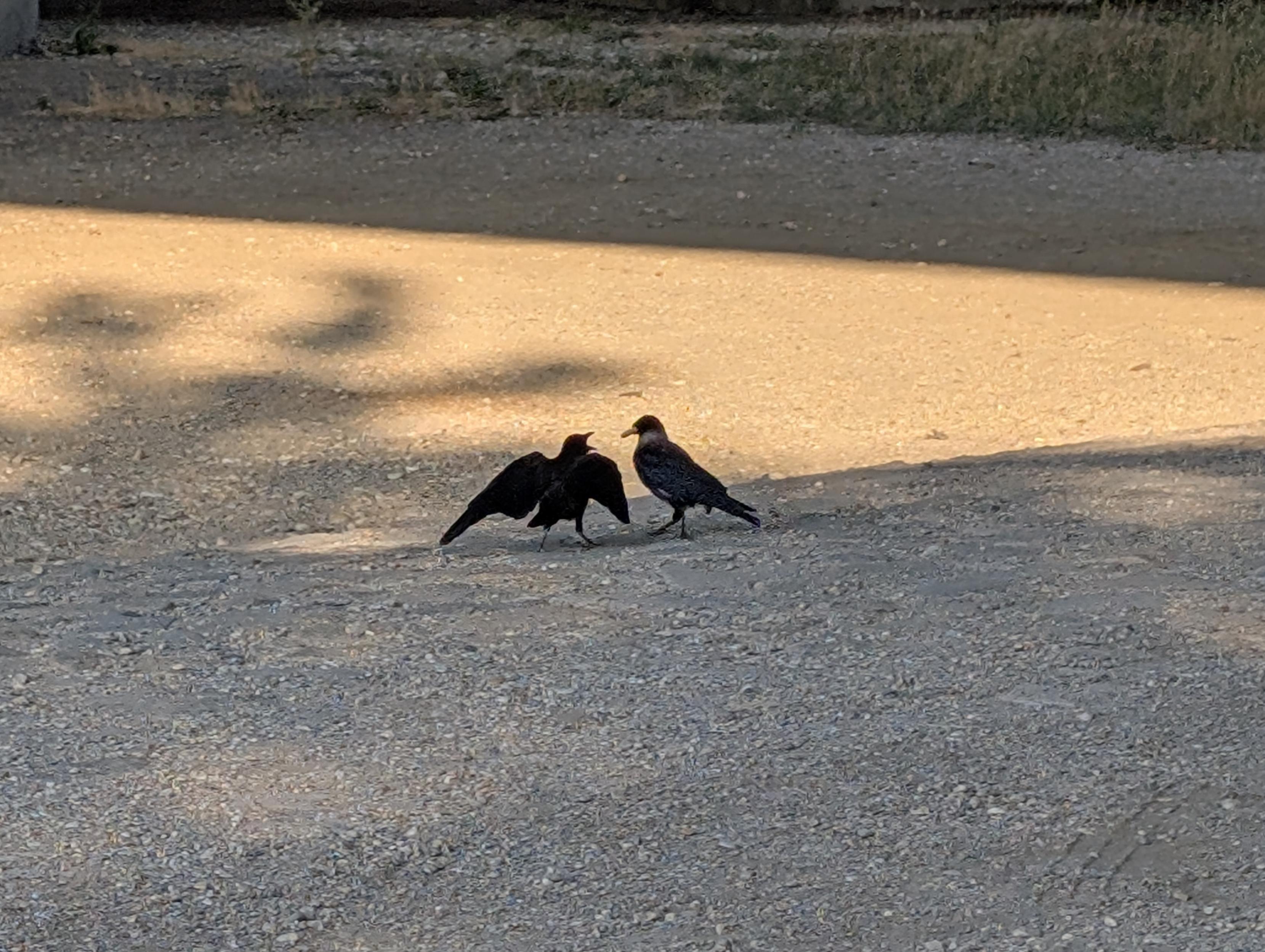 Foto von zwei Krähen, die in der Bildmitte in einiger Entfernung auf einem Schotterboden stehen. Die linke hat die Flügel angewinkelt ausgebreitet und den Schnabel weit aufgerissen in Richtung der rechten Krähe, diese steht mit einer Erdnuss im Schnabel neben ihr.